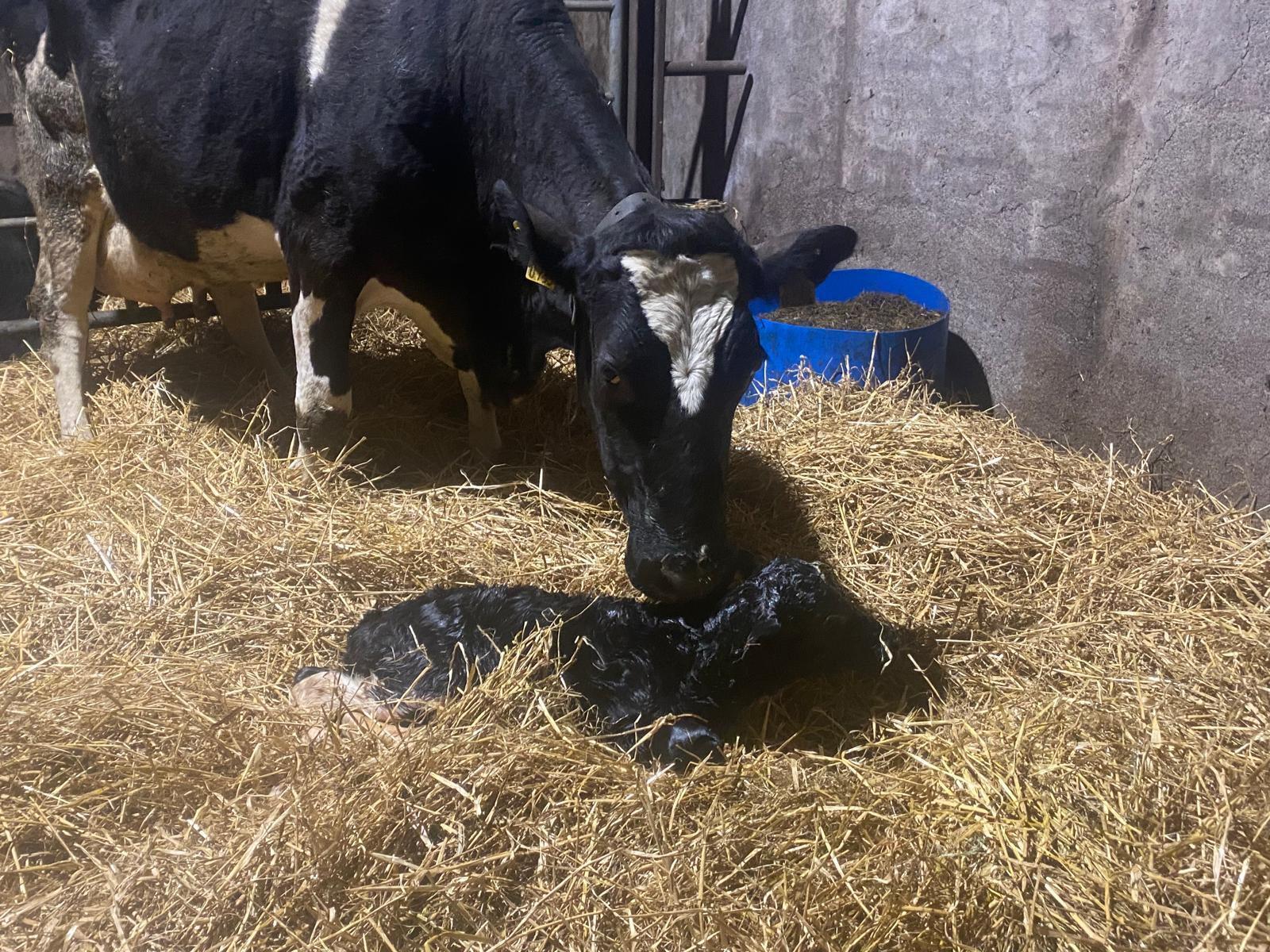 Freshly Calved Cows: Why Cutting Nuts Is a False Economy - Crecora ...